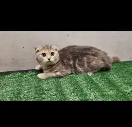 Kucing british shorthair