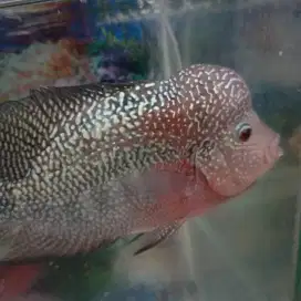 Ikan louhan kamfa F2 4jari