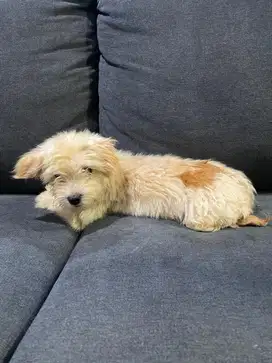 Anak anjing maltipo jantan dan betina