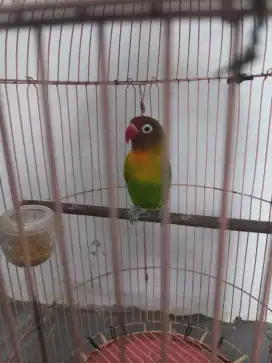 Lovebird josan betina