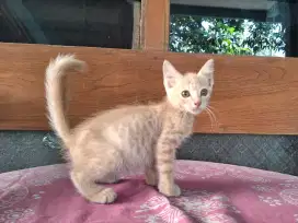 Kitten umur 3bulan
