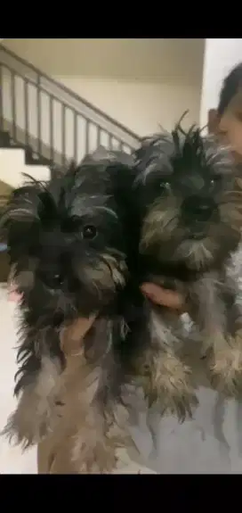 Yorkies non stb