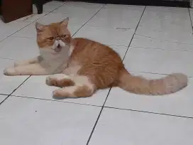 Kucing persia/peaknose/exo/Jantan