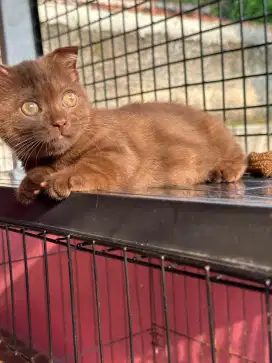BRITISH SHORTHAIR GAELIC FOLD RARE