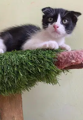 Kitten scottish fold jantan