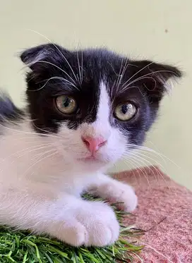 Kitten scottish fold jantan
