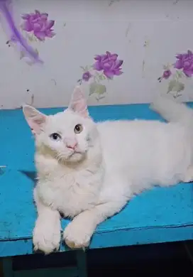 Mainecoon odd eye jantan