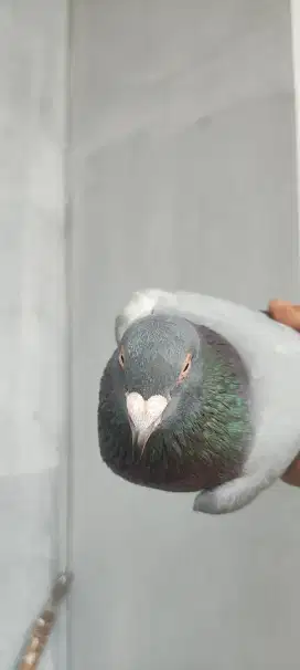 Sepasang merpati