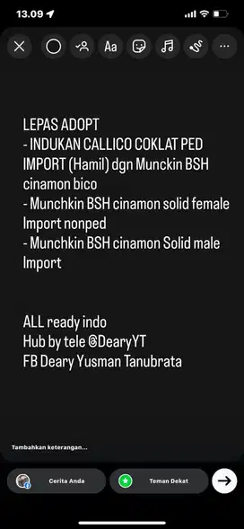 Lepas Adopt BSH Cinamon