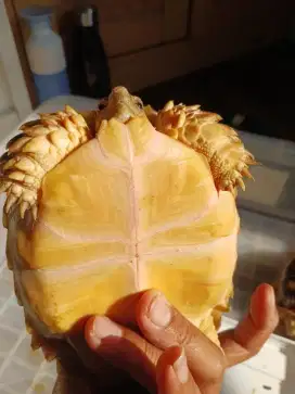 Kura kura Sulcata 13 cm