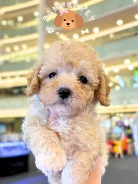Tiny poodle fawn betina