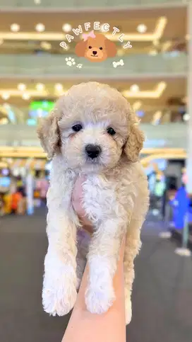 Tiny poodle betina