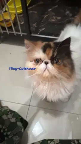 Calico persian peaknose