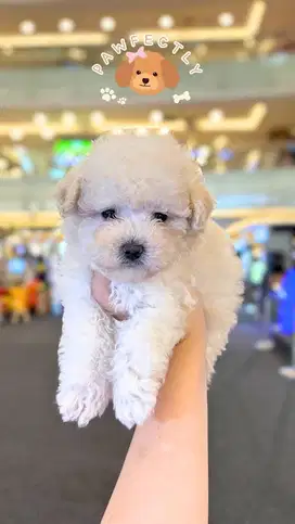 Tiny poodle white jantan
