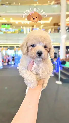 Tiny poodle fawn jantan