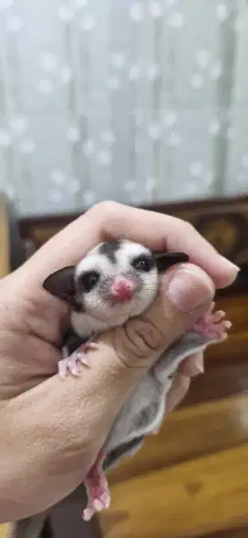 sugar glider betina