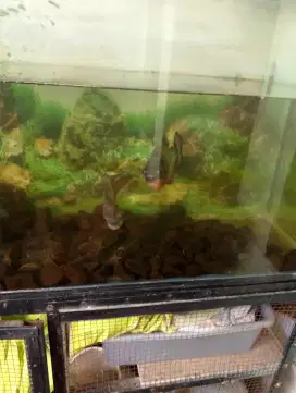 AQUARIUM KACA Rak besi