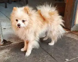 Minipom Betina cocok untuk indukan