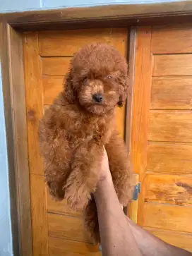 Red toy poodle betina 3 bulan kualitas bagus gemoy