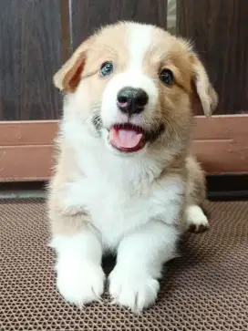 Jual Corgi Jantan Betina