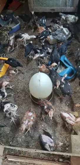 Ayam Kampung Hidup dan Segar