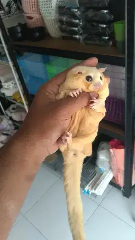 Sugar glider obes