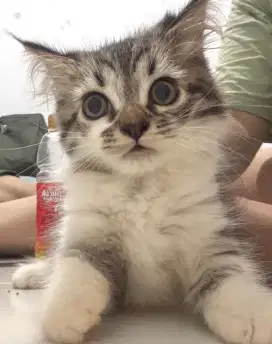 Lepas Adopt Kitten Persia mix British 3 Bulan