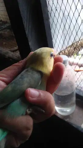 Burung loveBird Remaja