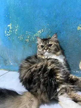 Adopsi kucing Anggora non mixdom