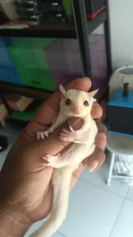 S glider creamino