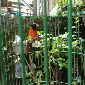 Burung red siskin jantan klasik