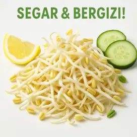 Jual touge atau kecambah fresh