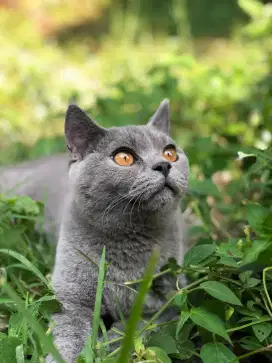 Kucing British Short Hair (BSH)