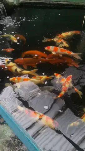 KOI BLITAR JUMBO