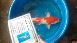 KOI JEPANG IKAN HIAS KOI JEPANG