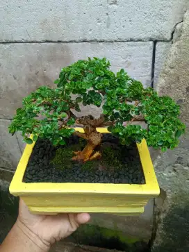 Bonsai Sancang Hijau The Max