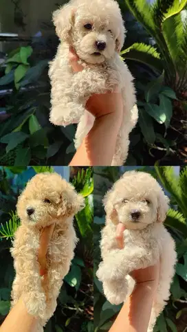 Anak Anjing Poodle