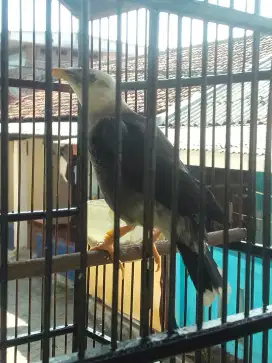 JALAK HYBIRT 1 JUTA FULSET HARIAN BRISIK
