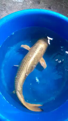 IKAN KOI JUMBO 70 CM