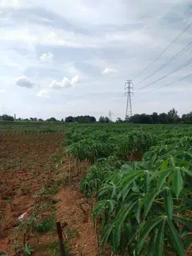 JUAL TANAH SHM MURAH 4 HEKTAR BATANGHARI NUBAN LAMPUNG TIMUR