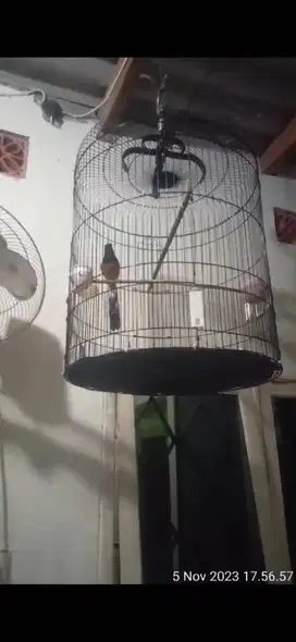Dijual Burung Murai Batu ekor 18 cm di Trosobo