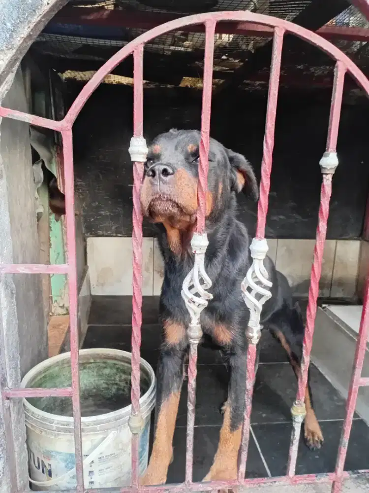 Rottweiler betina Dewasa