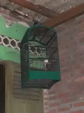 Burung trucuk udah nyisek garuda+sangkar