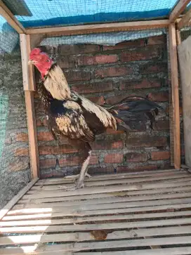 Ayam jago bangkok