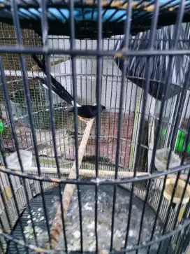 Di jual burung murai batu ekor 25 senti