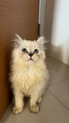 Open adopt Persia 2.5 bulan betina