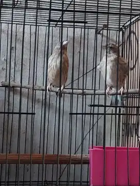 Burung blacktrout sepasang produksi 3x
