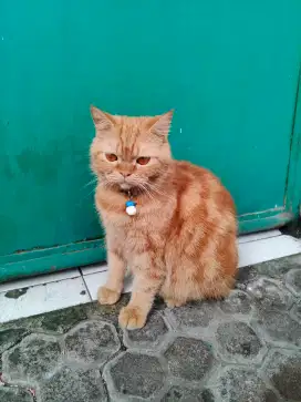 Kucing British shorthair