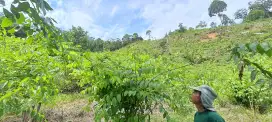 dijual tanah ladang 3hektar