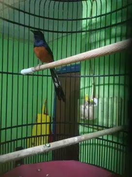 Burung murai gacor